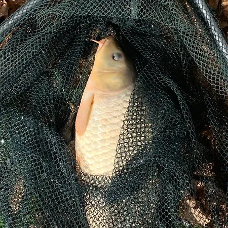 Off Mode - Erdei Fahaz A Toparton *